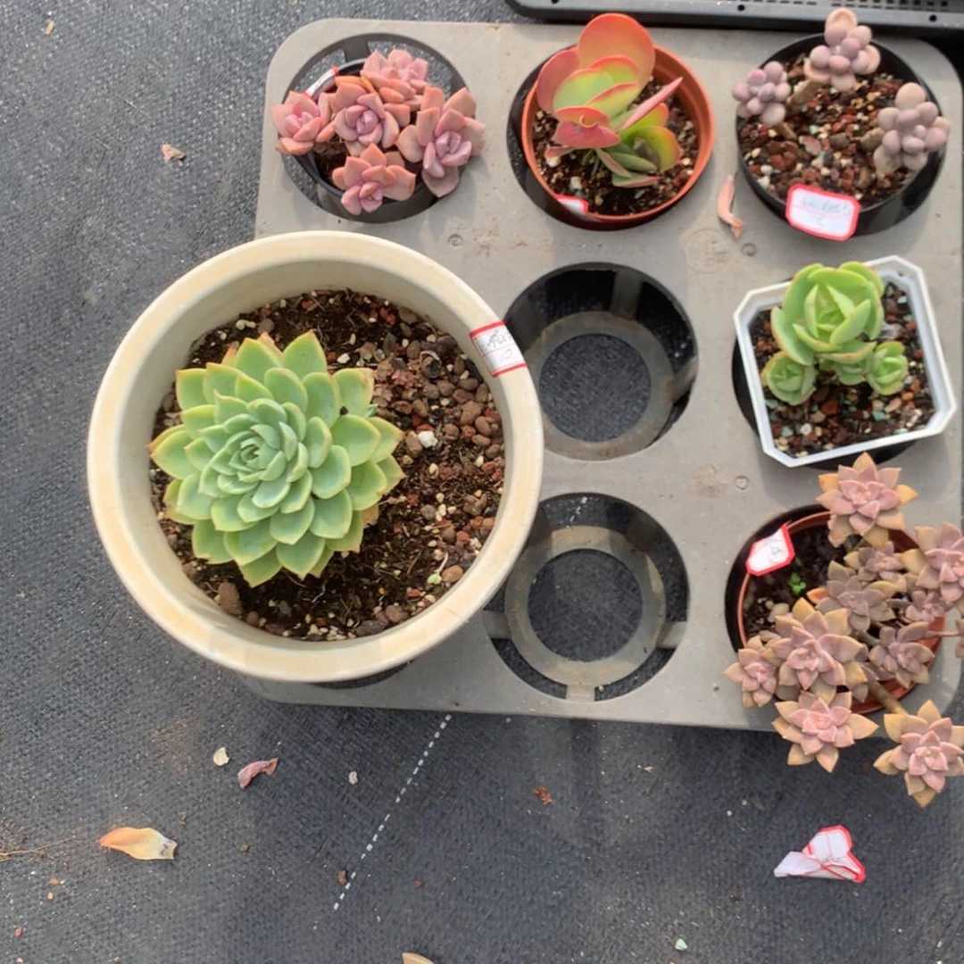 【闪购商品】小***气6颗多肉脱土