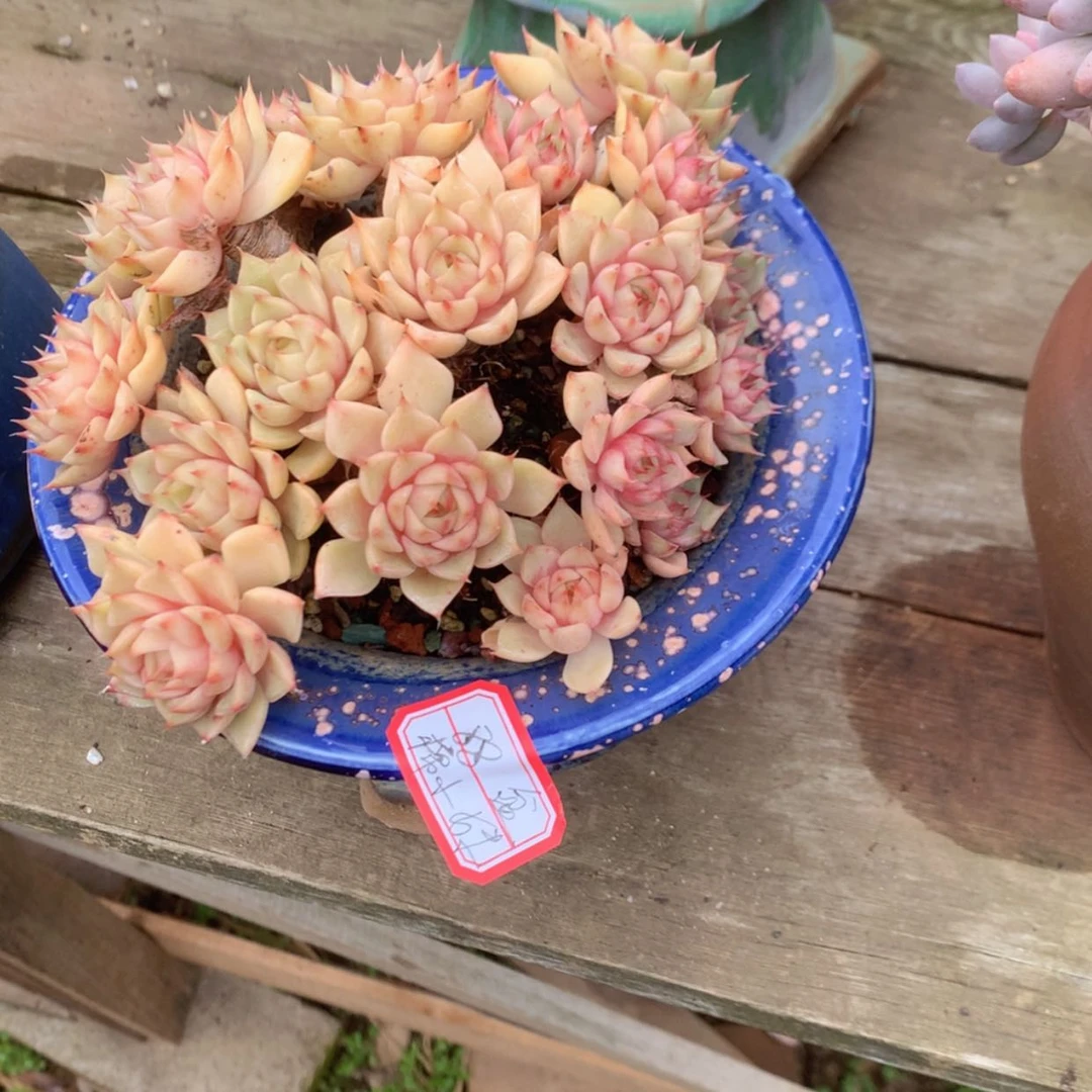 【闪购商品】棉*妹本吧带盆多肉