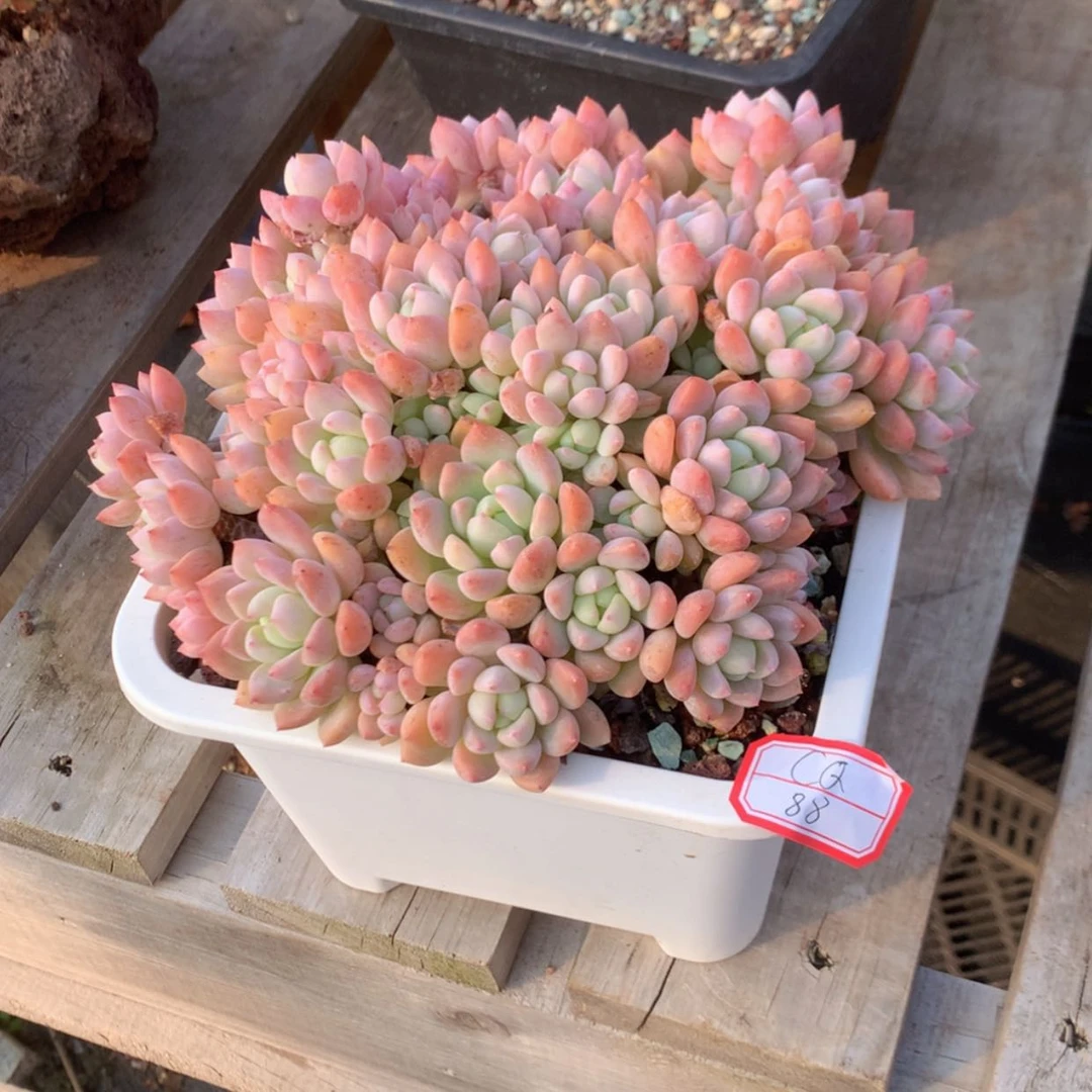 【闪购商品】C*Q桃酥多肉带盆