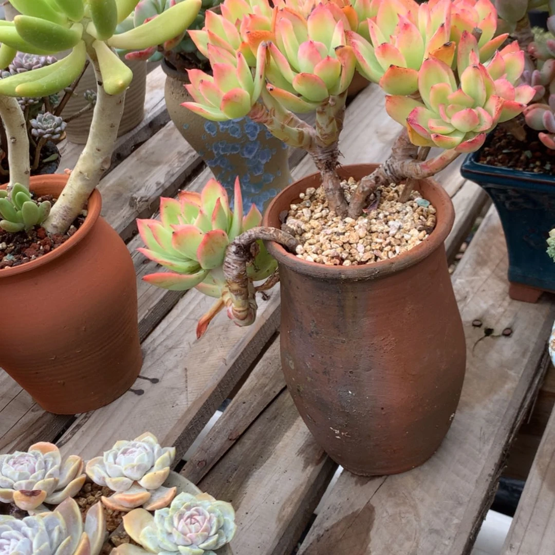 【闪购商品】星*乔伊多肉脱土