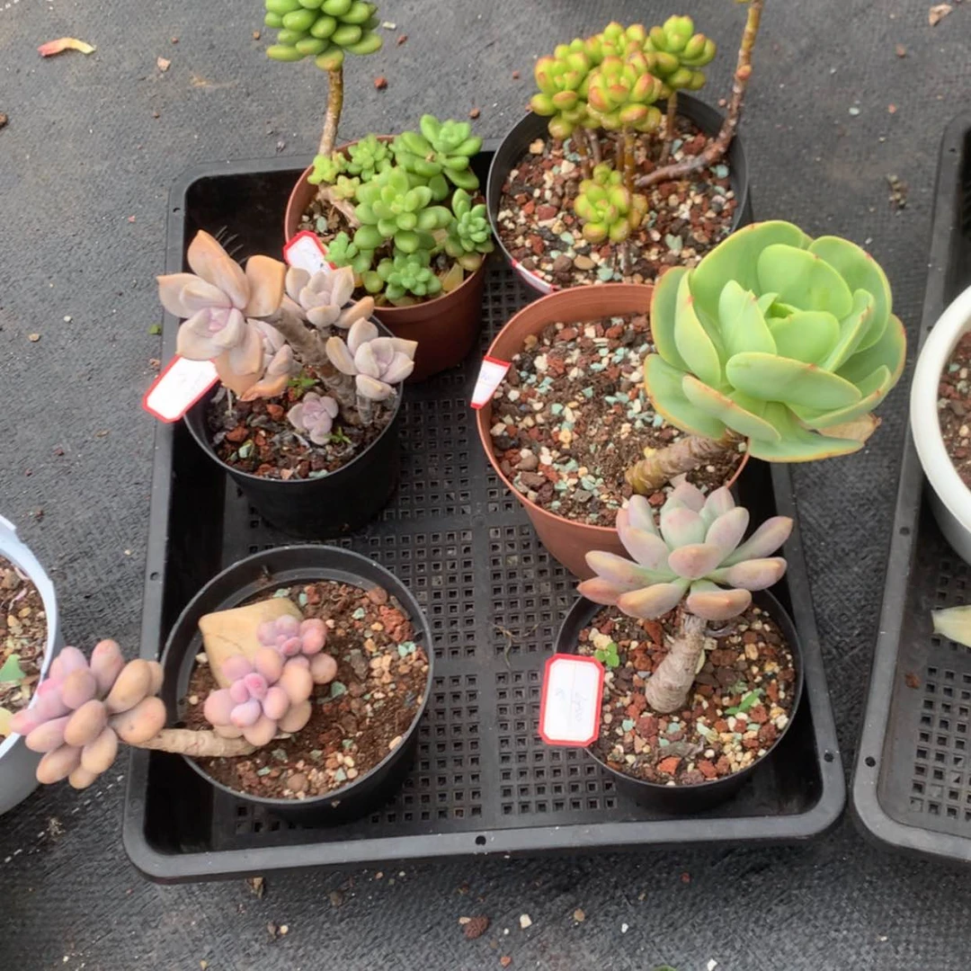 【闪购商品】1****06颗多肉脱土