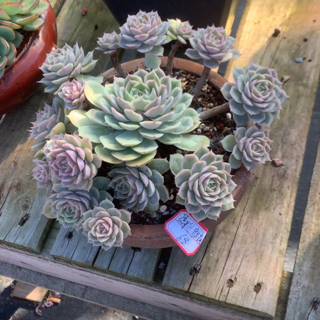 【闪购商品】焦****?昂斯诺多肉脱土