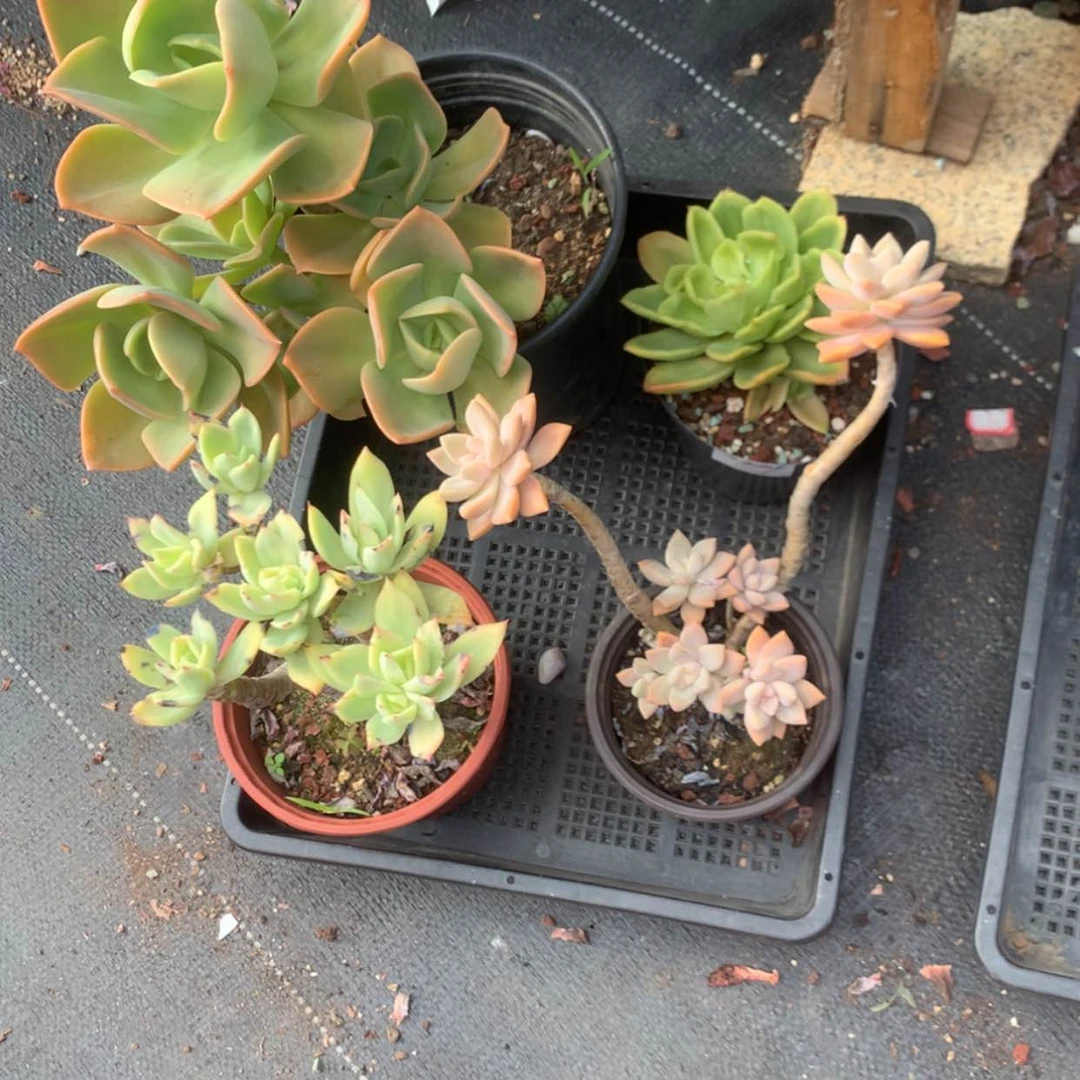 【闪购商品】漫**光多肉脱土4颗