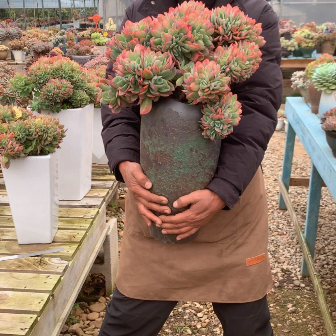 【闪购商品】?****李绮罗缀带盆多肉