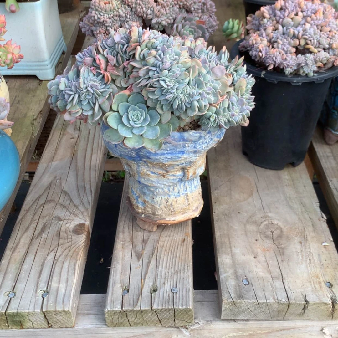 【闪购商品】C*Q海棠花缀带盆