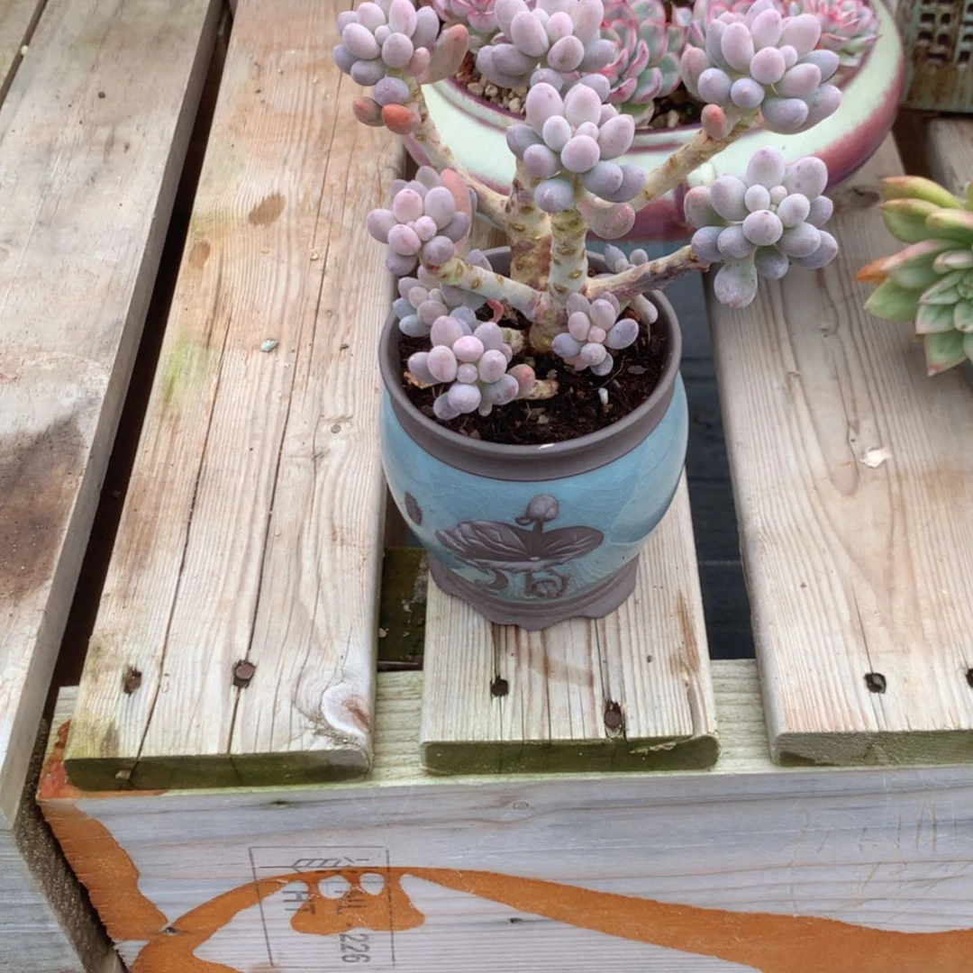 【闪购商品】棉*妹糖豆多肉带盆