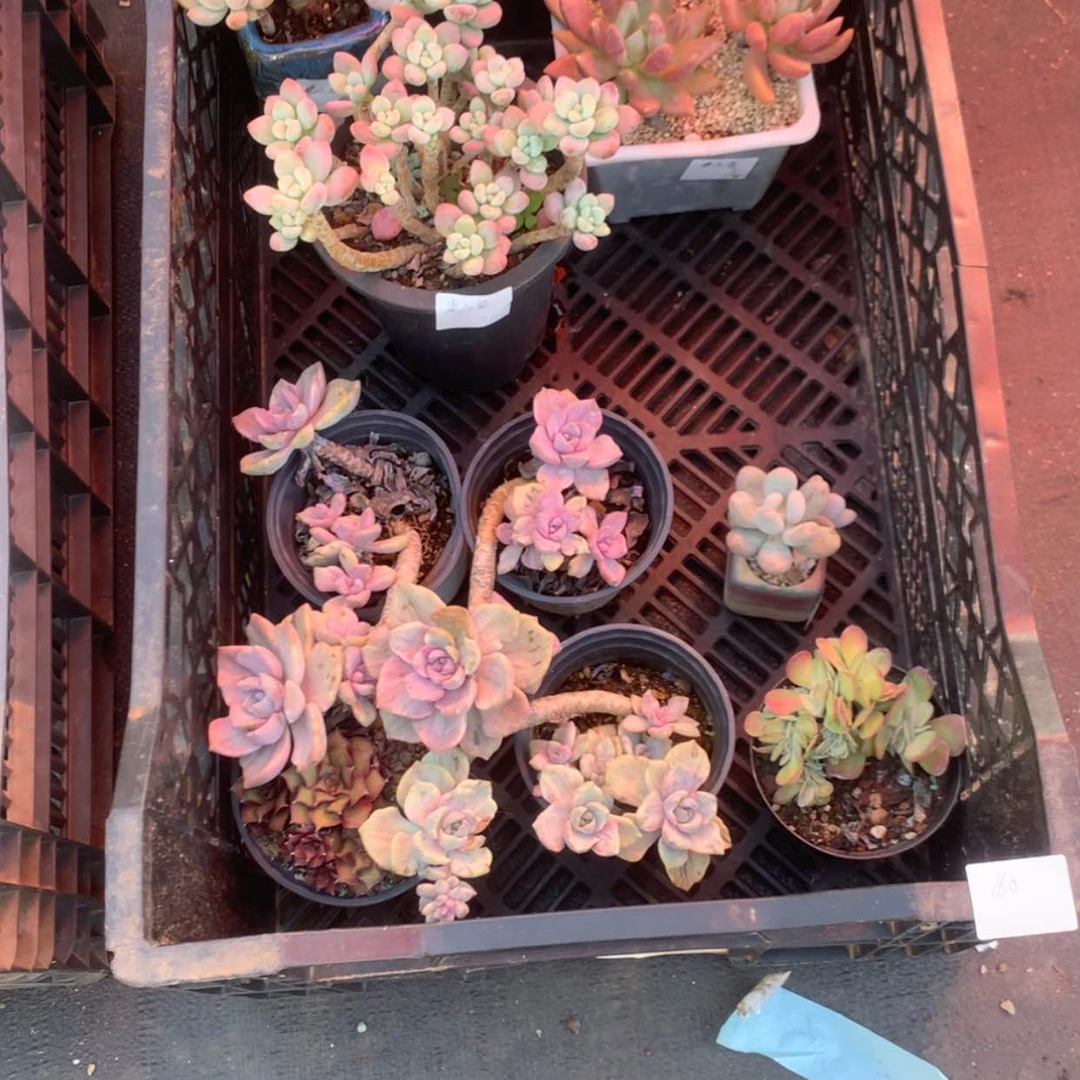 【闪购商品】果*苗9颗多肉脱土