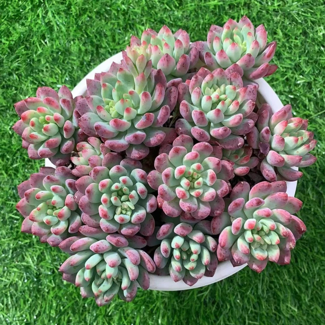 多肉植物一物一拍