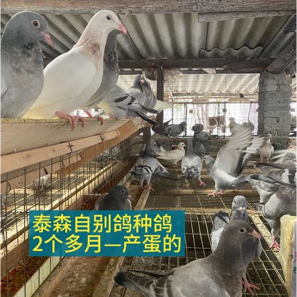鸽子自别鸽种鸽苗京东顺丰包邮死亡包赔青年鸽种鸽