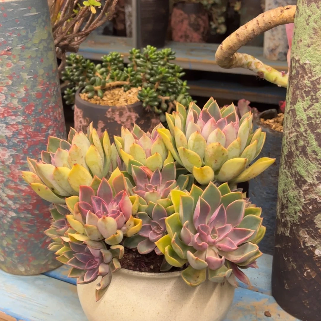 露养老桩丛林紫气东来