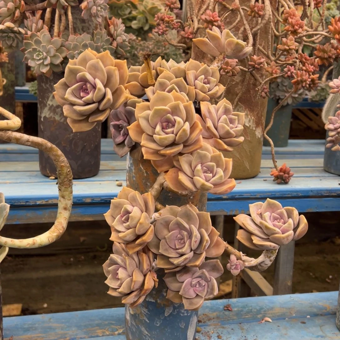 露养老桩悬崖紫乐