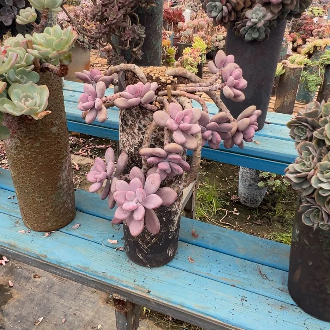 老桩桃蛋加盆悬崖