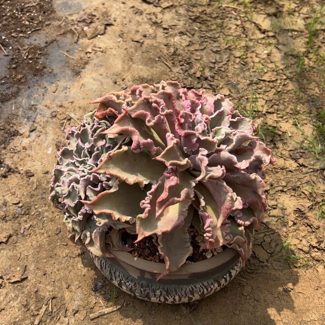 老桩饺子皮群生裸根