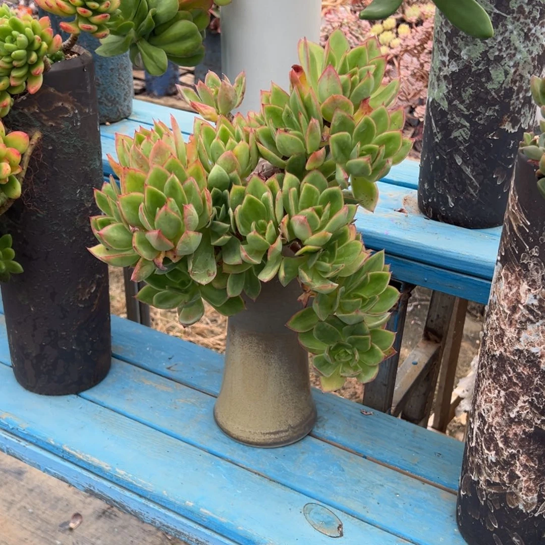 精品花蝴蝶悬崖 裸根
