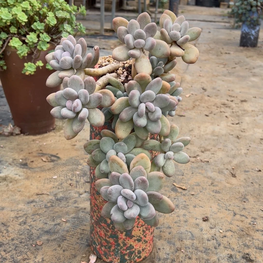 露养老桩悬崖桃美人