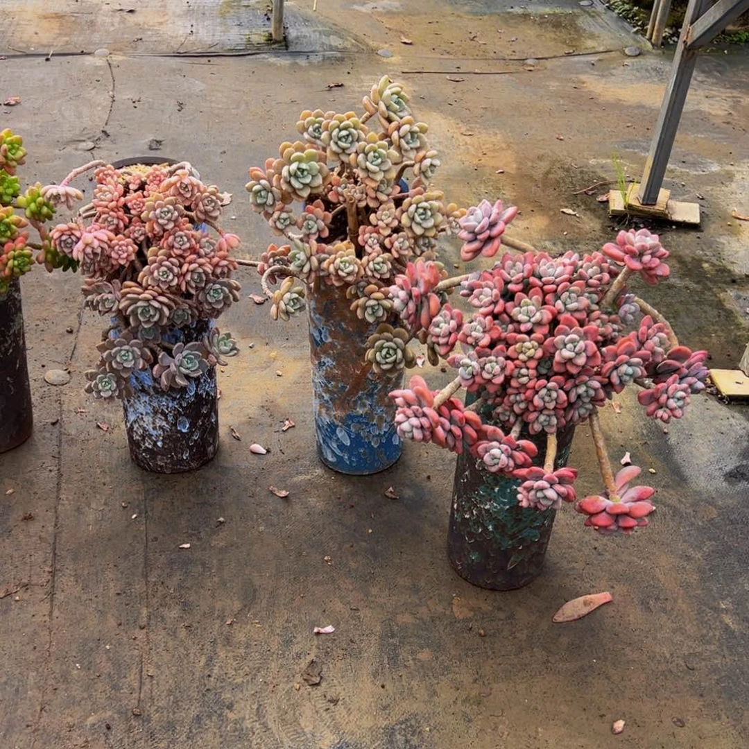 老桩克洛伊两颗加洛神加盆加物流