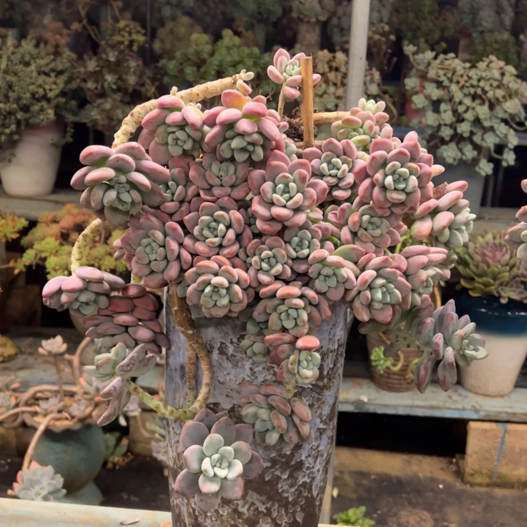 露养老桩悬崖洛神