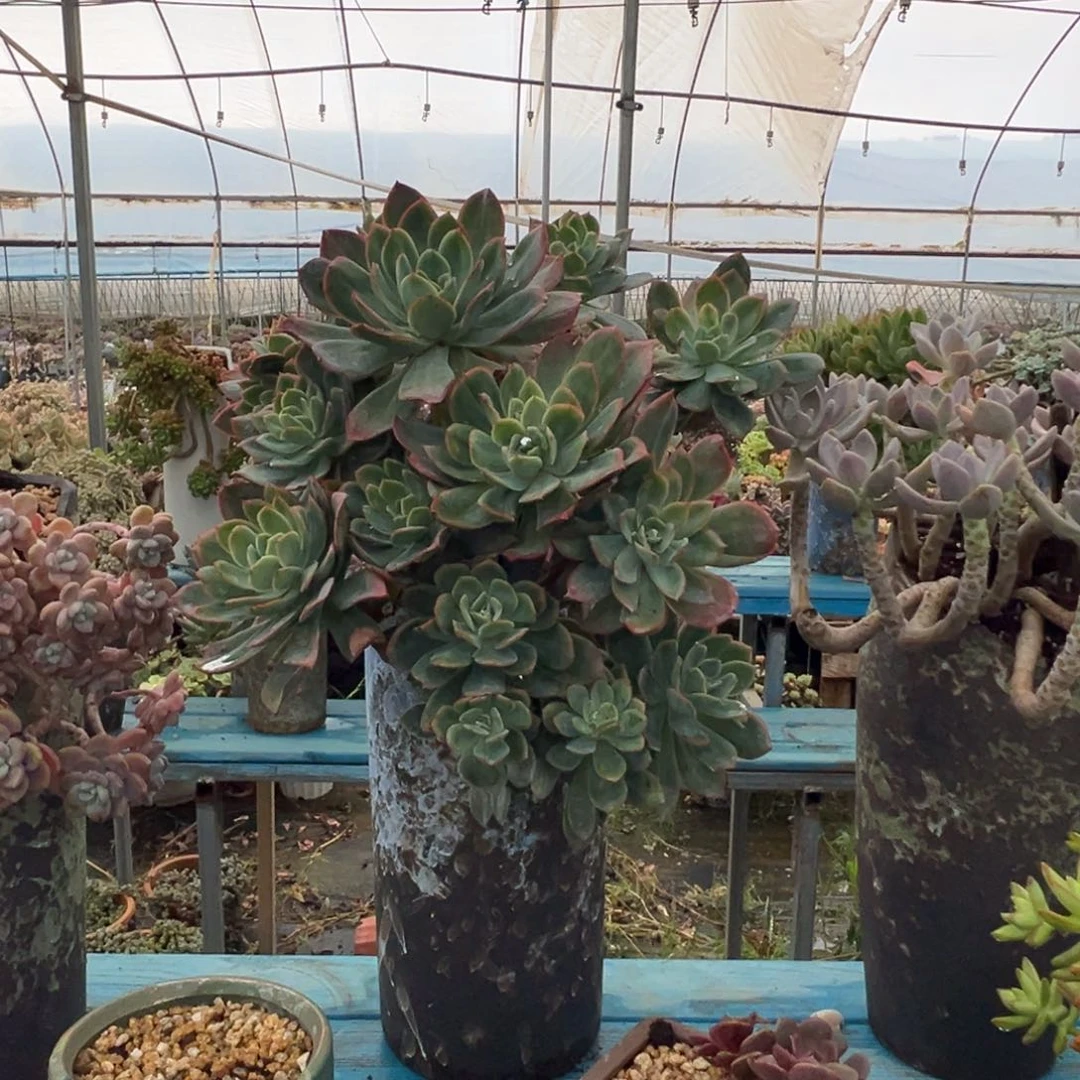 精品绮罗悬崖 裸根