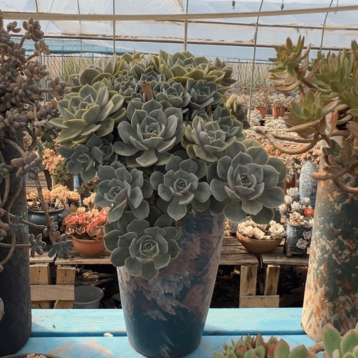精品蓝色苍鹭悬崖 裸根