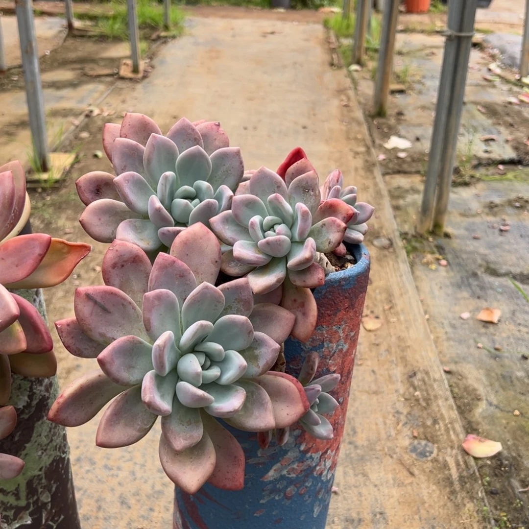 老桩奥普琳娜悬崖