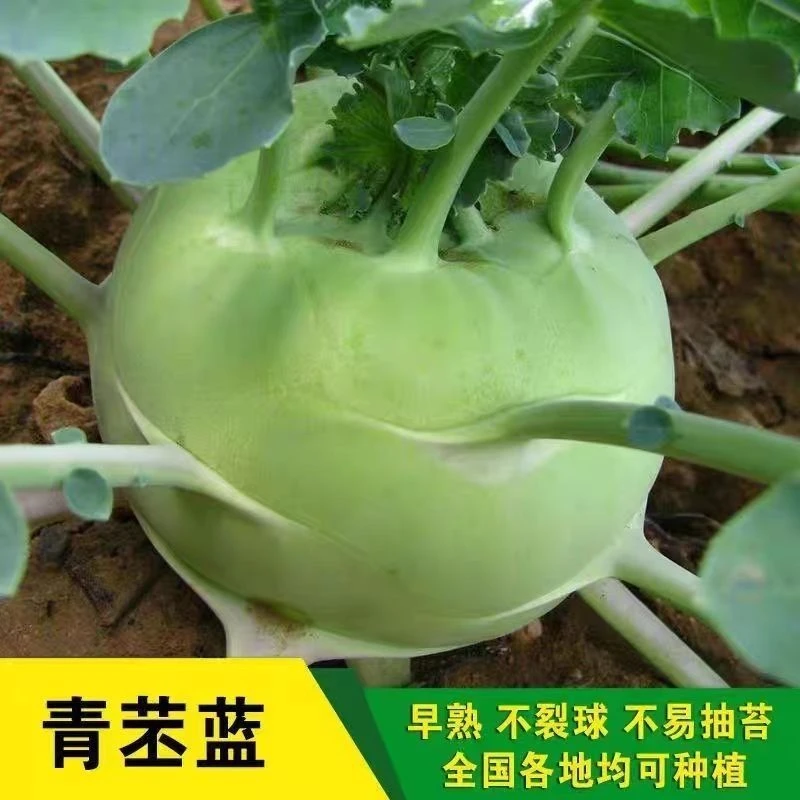 青苤兰天津菜青苤兰种子农田菜园可盆栽早熟水果绿苤