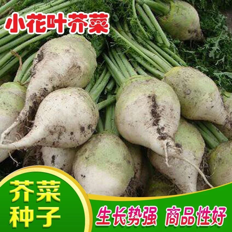 【春季爆品】小樱芥菜籽花叶秋季光头樱花芥菜辣特大辣疙瘩种子蔬菜