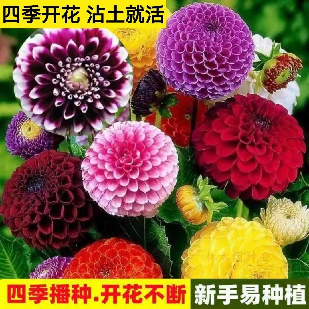 四季花籽秋冬四季开花巨型大丽花种子重瓣大易种