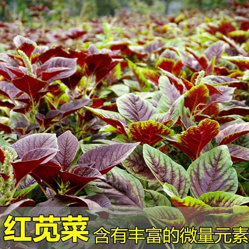 红苋菜种子四季新鲜青菜种籽野菜四季阳台易种春季播种耐热艳丽