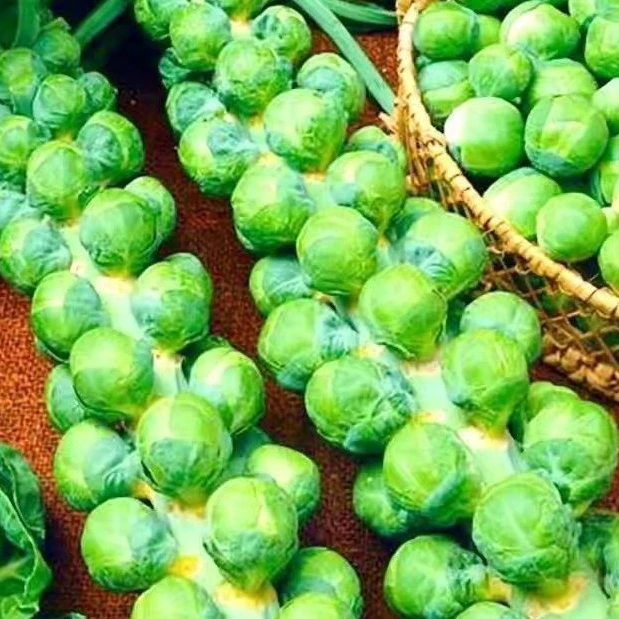 孢子甘蓝菜种子苗蔬菜种籽高果率包菜阳台种菜籽迷你优质四季
