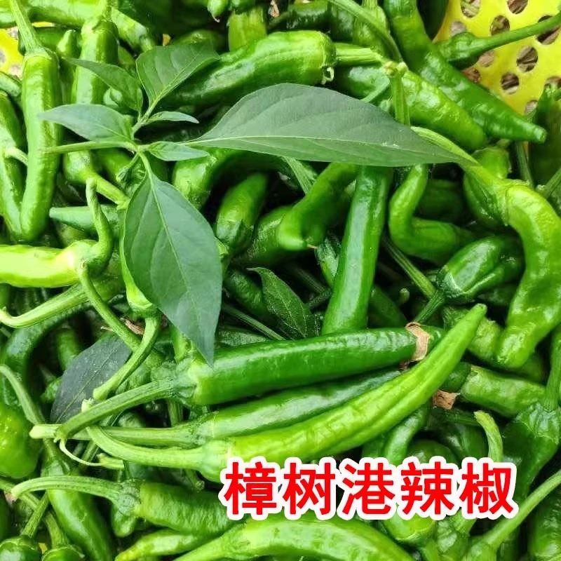 樟树港椒种子优质辣椒种子新种春秋四季播种辣椒