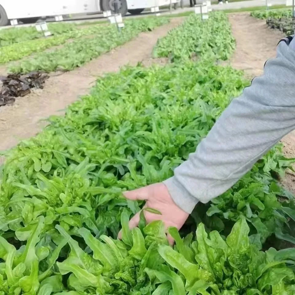 叶绿丫丫甜油麦菜种子花叶油麦菜耐热耐寒甜脆菜籽易优质四季栽