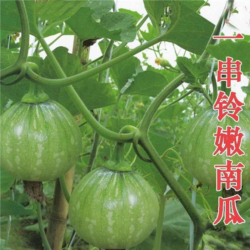 早熟南瓜种子特早一串铃嫩南瓜种籽四季种植籽易种圆形杂交品质好