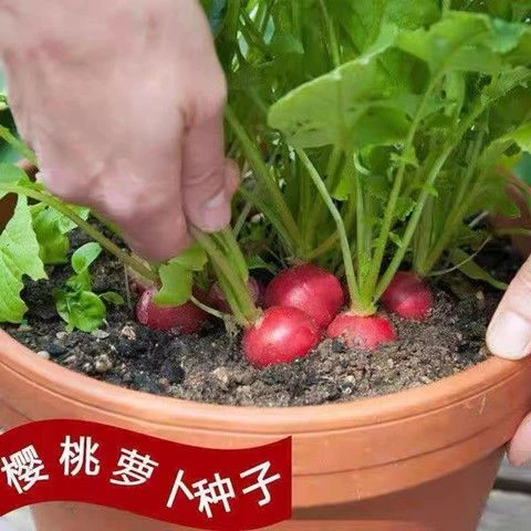 樱桃萝卜种子迷你萝卜种籽生吃小水果萝卜四季可种蔬菜种子