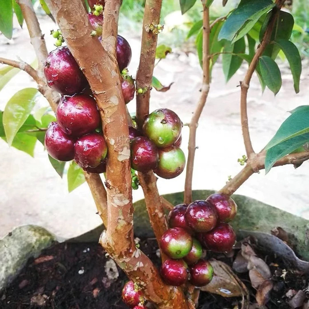 四季艾斯卡嘉宝果当年种当年结果树上带花或带果