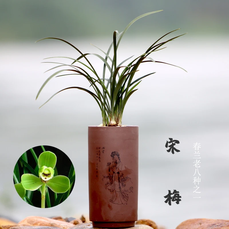 细叶春兰 国兰精品宋梅兰花带花苞 名贵兰草 春兰老八种之一