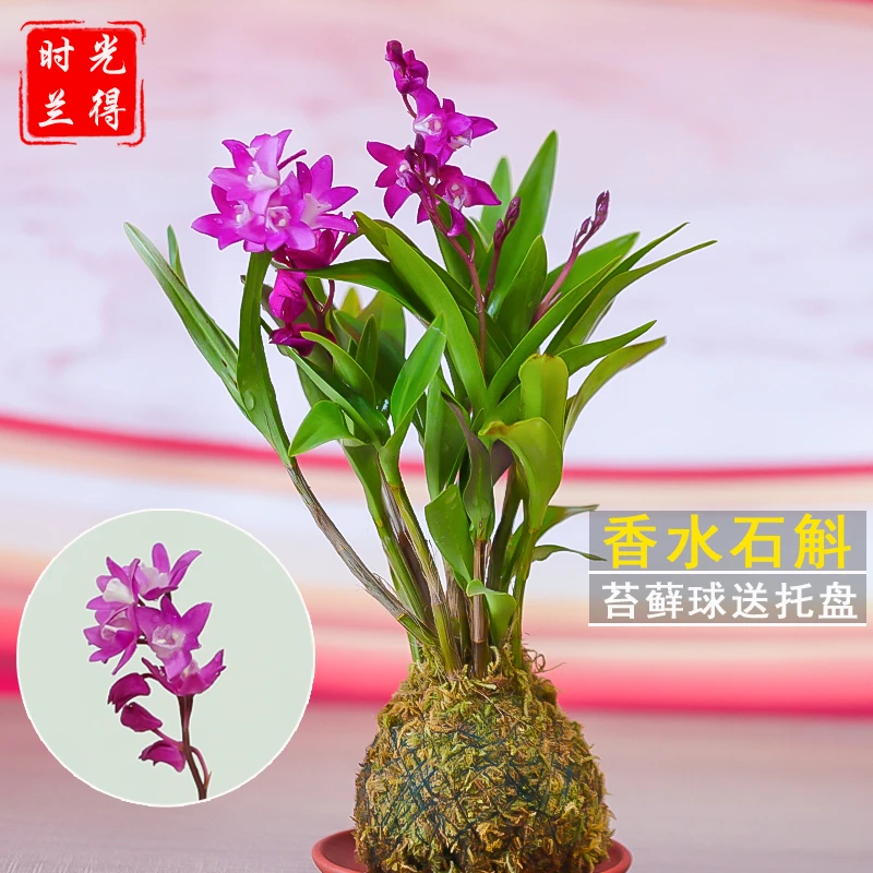 【 带超多花苞 香水石斛兰】 浓香型花卉 绿植室内盆栽带花苞兰花