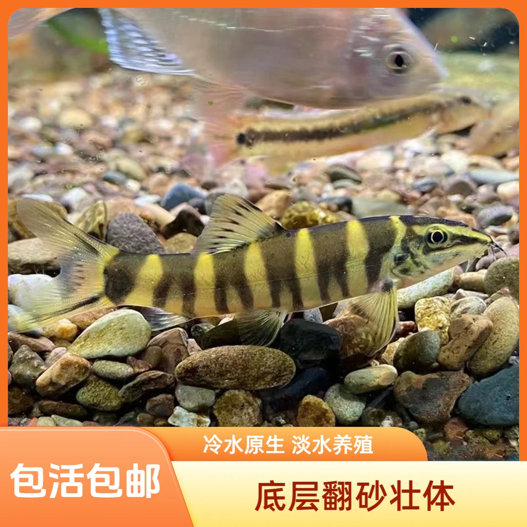 壮体沙鳅 清理底残冷水鱼 溪流缸工具鱼 宠物鱼观赏鱼 翻砂洗沙鱼