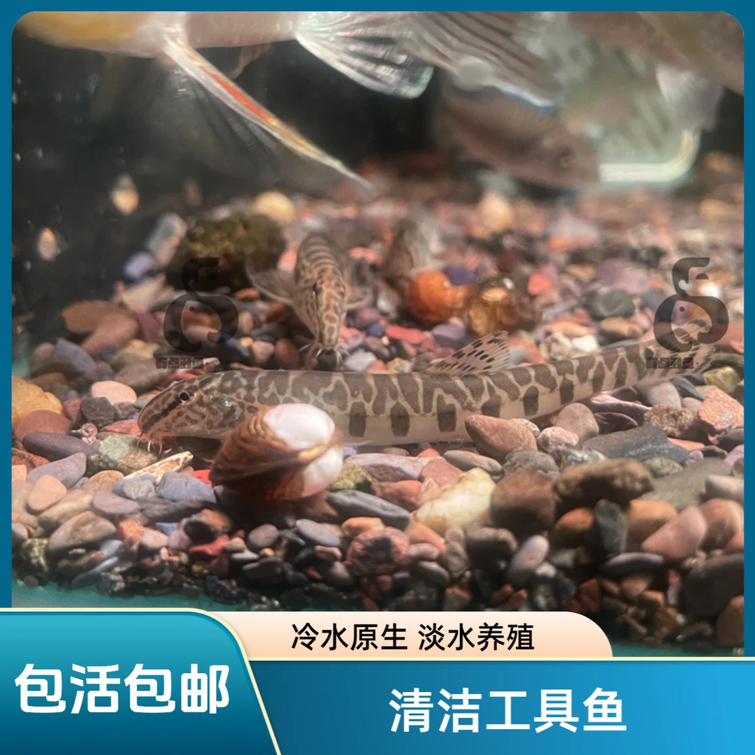 中华花鳅 沙鳅花泥鳅 清缸鱼冷水鱼溪流缸 吃鱼粪的小型清洁工具