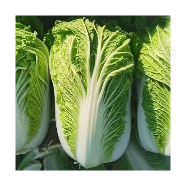 东北大白菜时令蔬菜新鲜现白菜现摘现发健康大白菜农家蔬菜商品图