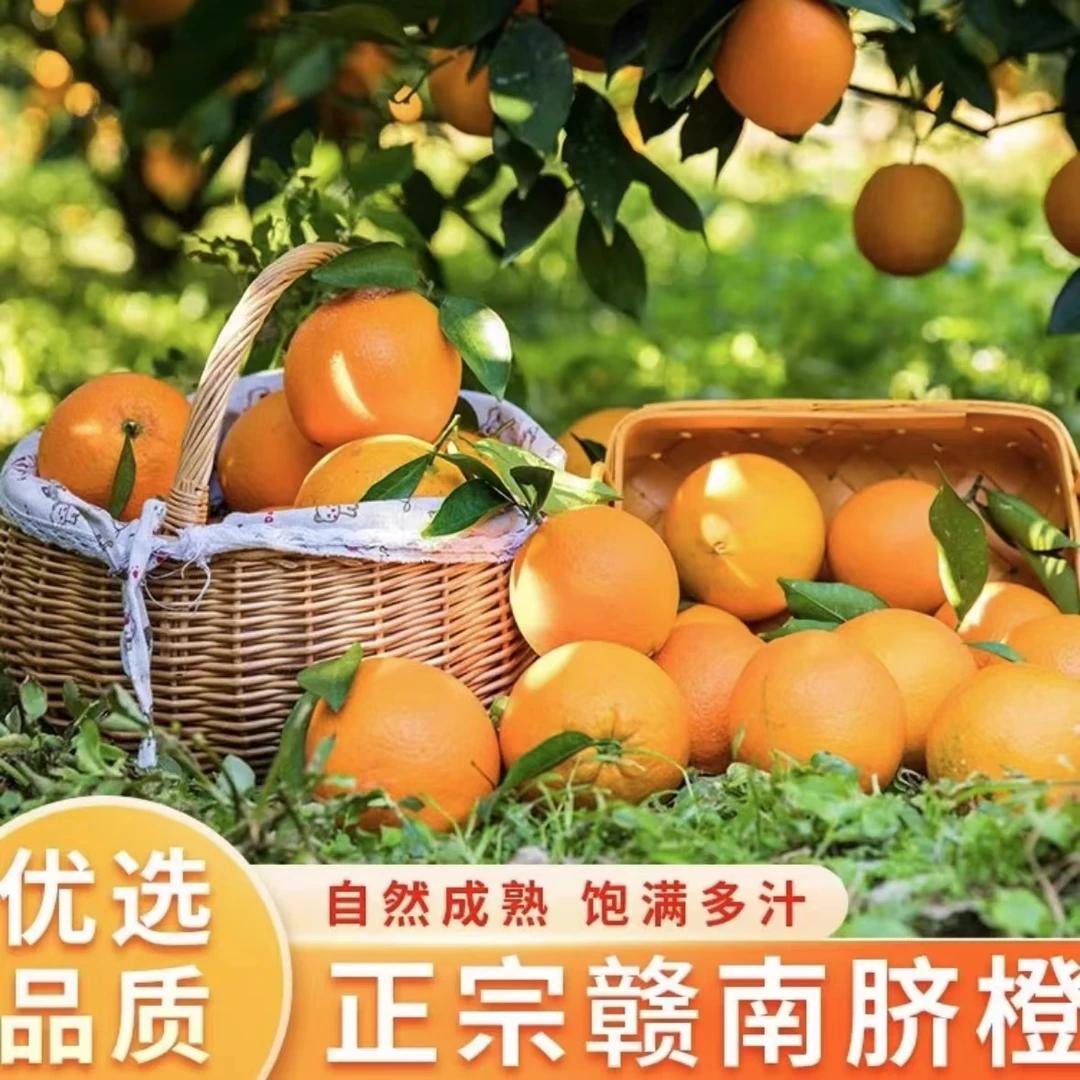 江西正宗赣南脐橙5/9斤装橙子新鲜采摘剥皮橙清甜多汁 坏果包赔