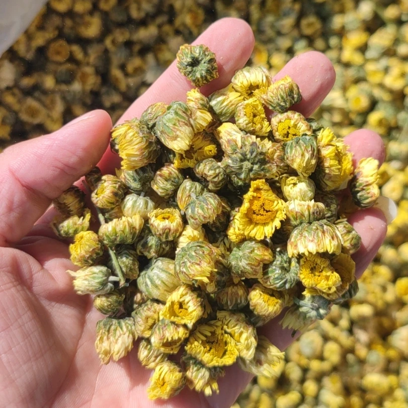 【100g到手2两】农家新货 菊花茶 胎菊 花茶散装干菊花泡水