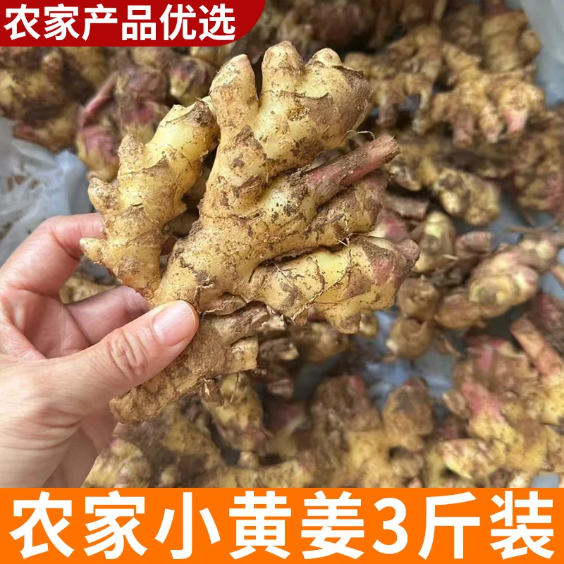 3斤装 农家自种小黄姜 现挖 生姜老姜当季新姜
