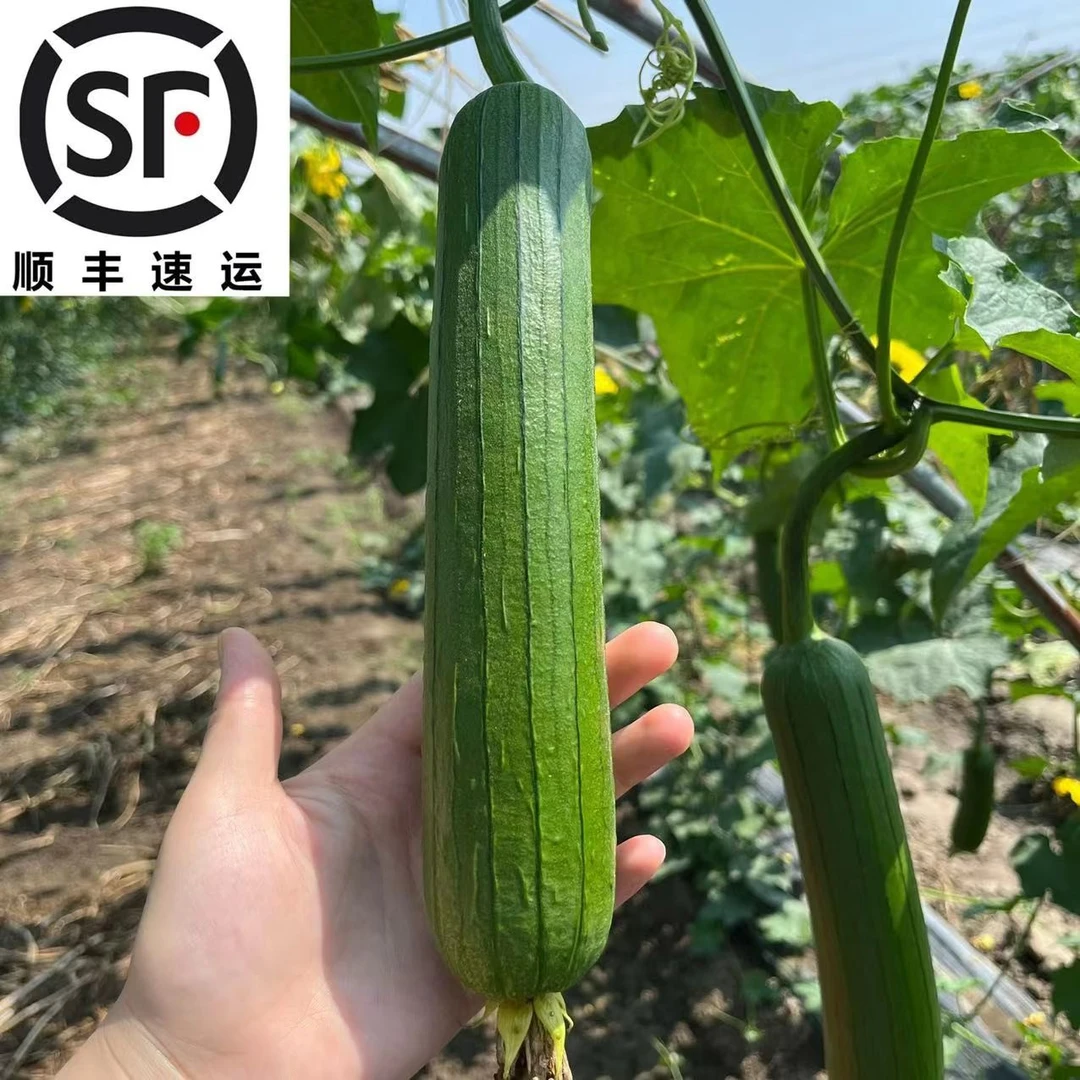 顺丰奶油香丝瓜苏北本地农家现摘现发绿皮丝瓜时令蔬菜东台丝瓜子