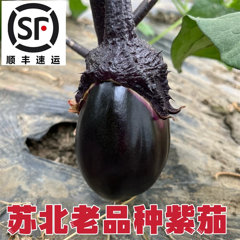 顺丰包邮圆茄子紫茄子老品种软糯口感新鲜现摘苏北本地露天蔬菜