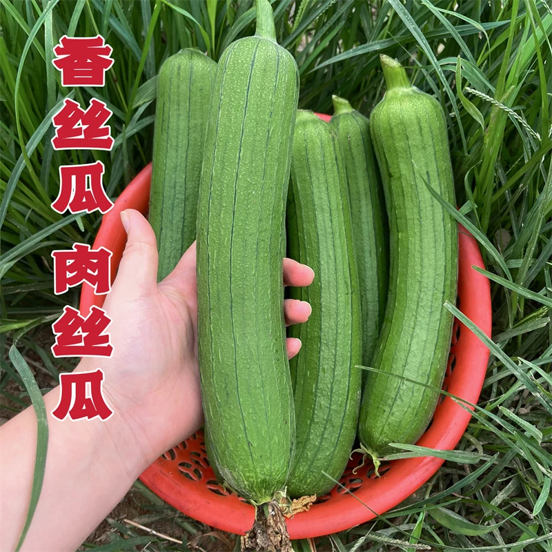 优选奶油香丝瓜现摘顺丰包邮东台露天丝瓜甜糯久煮不黑时令蔬菜