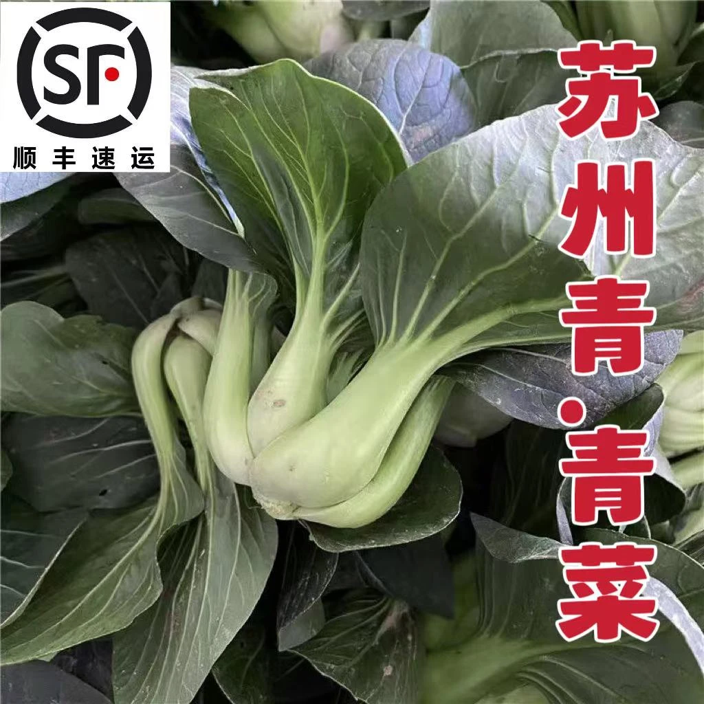 顺丰 露天农家霜冻青菜正宗苏州青 无农药黑叶青菜软糯甜 3/5斤装