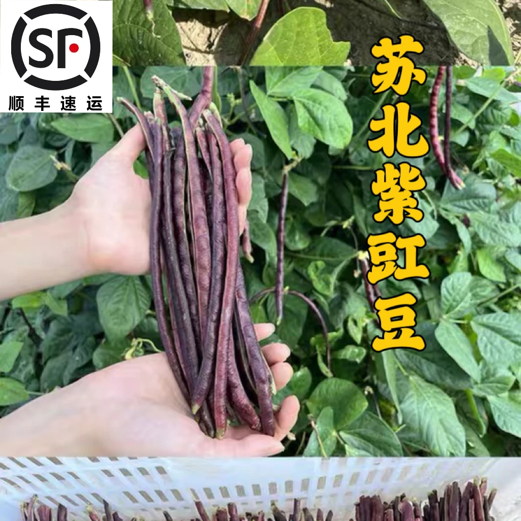 苏北紫豇豆 紫刚豆 东台露天蔬菜 软糯甜 顺丰快递
