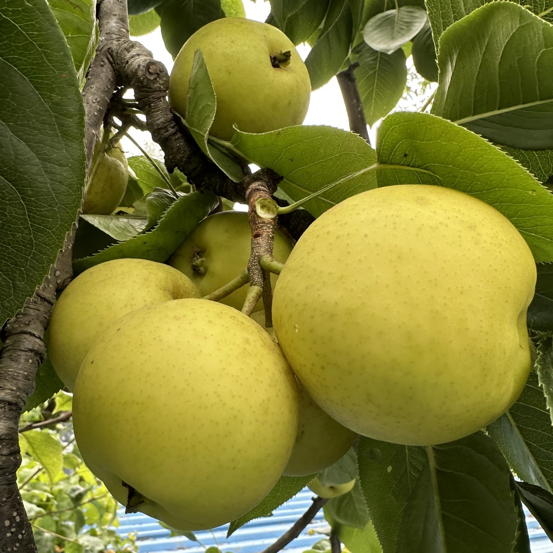 林芝老百姓自家种植梨9斤装