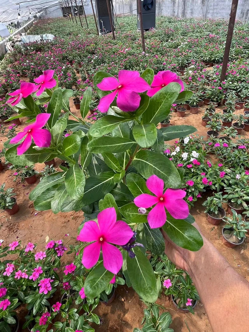 长春花天天开四季梅1棵