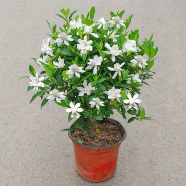 海岛小叶栀子花，春花，雀梅，两面针，直播间一物一拍（慎拍）